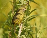 Gestreepte Kanarie / Forest Canary