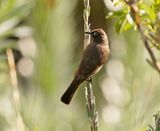 Kaapse Tiptol / Cape Bulbul