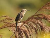 Kaapse Suikervoël / Cape Sugarbird