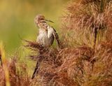 Kaapse Suikervoël / Cape Sugarbird