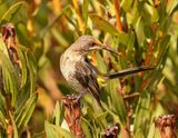 Kaapse Suikervoël / Cape Sugarbird