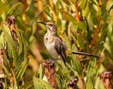 Kaapse Suikervoël / Cape Sugarbird