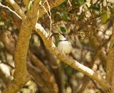 Bandkeelkleinjantjie / Bar-throated Apalis