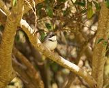 Bandkeelkleinjantjie / Bar-throated Apalis