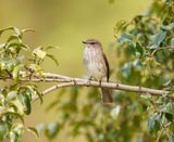 Donkervleënvanger / African Dusky Flycather