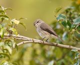 Donkervleënvanger / African Dusky Flycather