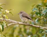 Donkervleënvanger / African Dusky Flycather