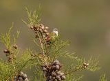 Suidelike Swie / Swee Waxbill