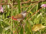 Suidelike Swie / Swee Waxbill