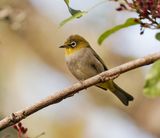 Kaapse Glasogie / Cape White-eye