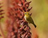 Kaapse Glasogie / Cape White-eye