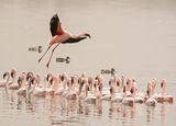 Kleinflamink / Lesser Flamingo