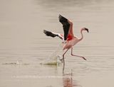 Kleinflamink / Lesser Flamingo