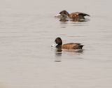 Bruineend / Southern Pochard