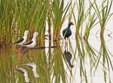 Grootkoningriethaan & Rooipootelsie / African Swamphen & Black-winged Stilt
