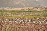 Skoorsteenveër / African Sacred Ibis