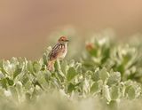 Vleitinktinkie / Levaillants Cisticola