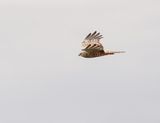 Afrikaanse Vleivalk / African Marsh Harrier