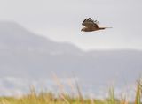 Afrikaanse Vleivalk / African Marsh Harrier