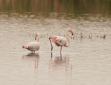 Grootflamink / Greater Flamingo