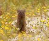Grysmuishond / Cape Grey Mongoose