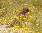 Grysmuishond / Cape Grey Mongoose