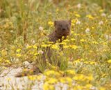Grysmuishond / Cape Grey Mongoose