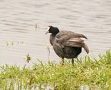 Bleshoender / Red-knobbed Coot