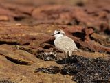 Vaalstrandkiewiet / White-fronted Plover