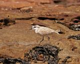 Vaalstrandkiewiet / White-fronted Plover