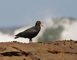 Swarttobie / African (Black) Oystercather