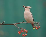 Pestvogel / Bohemian Waxwing