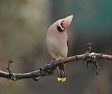 Pestvogel / Bohemian Waxwing