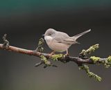 Westelijke Baardgrasmus / Western Subalpine Warbler