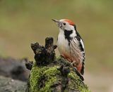 Middelste Bonte Specht / Middle Spotted Woodpecker