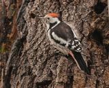 Middelste Bonte Specht / Middle Spotted Woodpecker