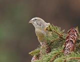 Witbandkruisbek / Two-barred Crossbill