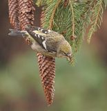 Witbandkruisbek / Two-barred Crossbill