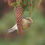 Witbandkruisbek / Two-barred Crossbill