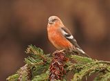 Witbandkruisbek / Two-barred Crossbill