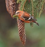 Witbandkruisbek / Two-barred Crossbill