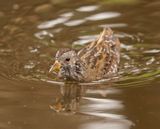 Porseleinhoen / Spotted Crake