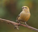 Haakbek / Pine Grosbeak