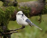 Azuurmees / Azure Tit 