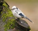 Azuurmees / Azure Tit 