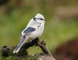 Azuurmees / Azure Tit 