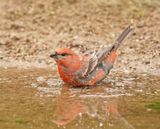 Haakbek / Pine Grosbeak