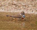 Blauwborst / Bluethroat