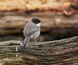 Kleine Zwartkop / Sardinian Warbler