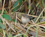 Bruine Boszanger / Dusky Warbler
